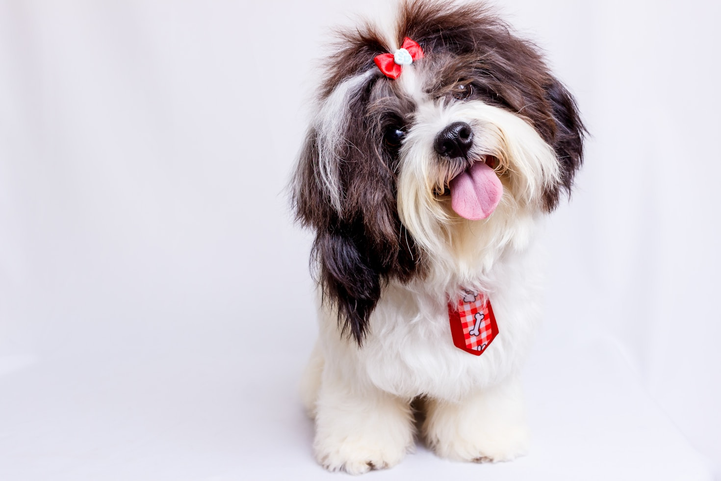 Benefits of Joining a Groomer Association