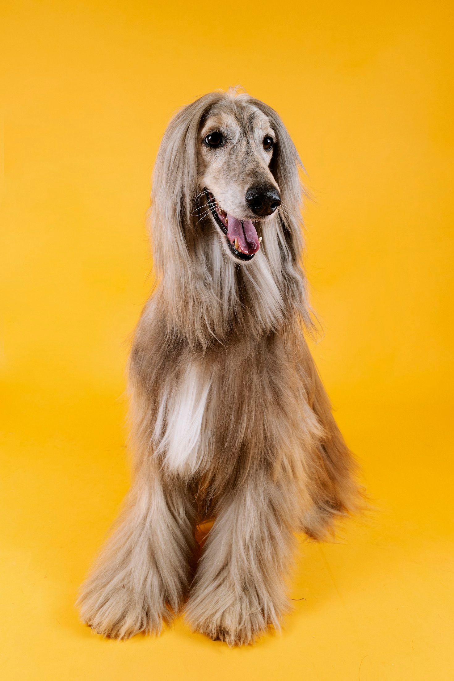Tips for Pet Owners Seeking Grooming Services