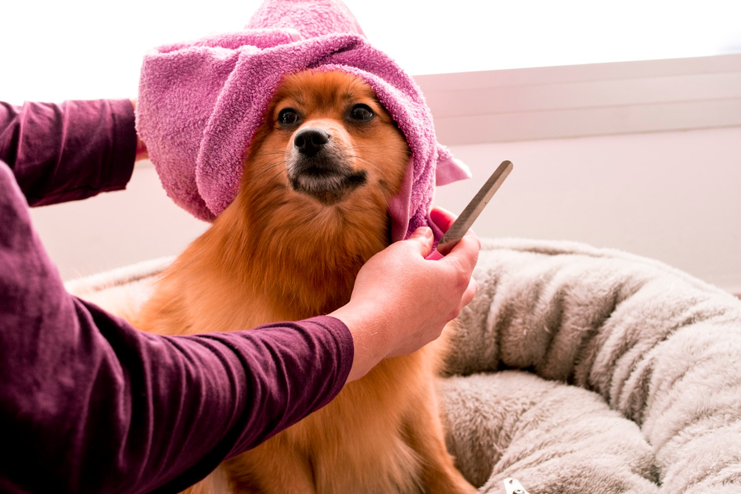 Raising Grooming Standards: IPPGA’s Mission
